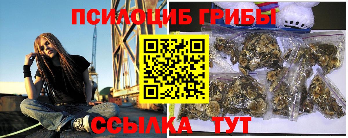Псилоцибиновые грибы Psilocybe Старый Оскол
